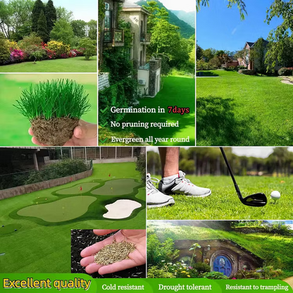 Evergreen Dwarf Grass Seed – Lush, Vibrant Lawn All Year | 49% Off