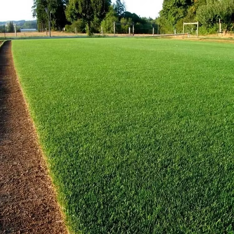 Evergreen Dwarf Grass Seed – Lush, Vibrant Lawn All Year | 49% Off
