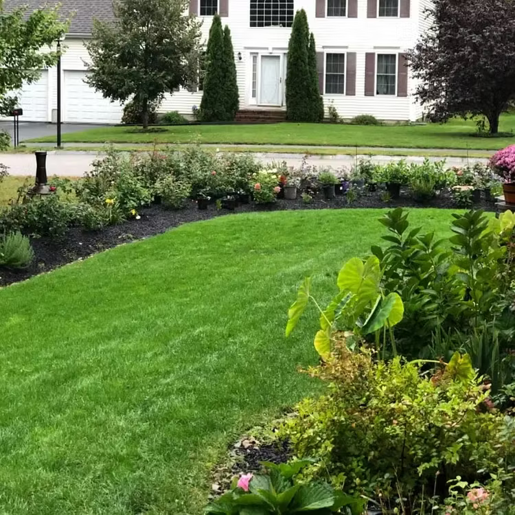 Evergreen Dwarf Grass Seed – Lush, Vibrant Lawn All Year | 49% Off